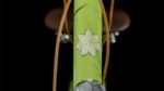 Cube Ella Ride Easy Entry green´n´green – Bild 6